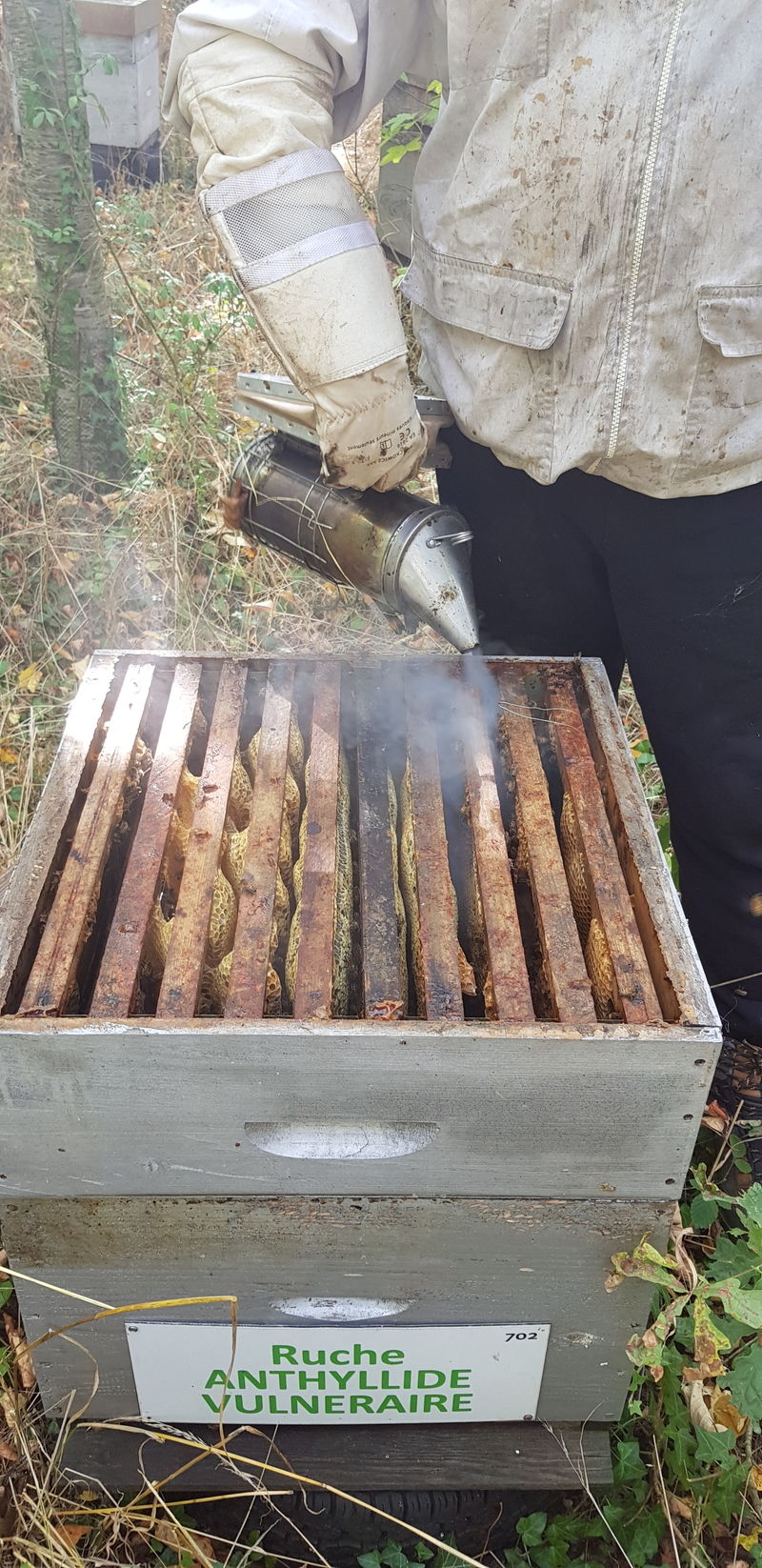 La ruche Anthyllide vulnéraire
