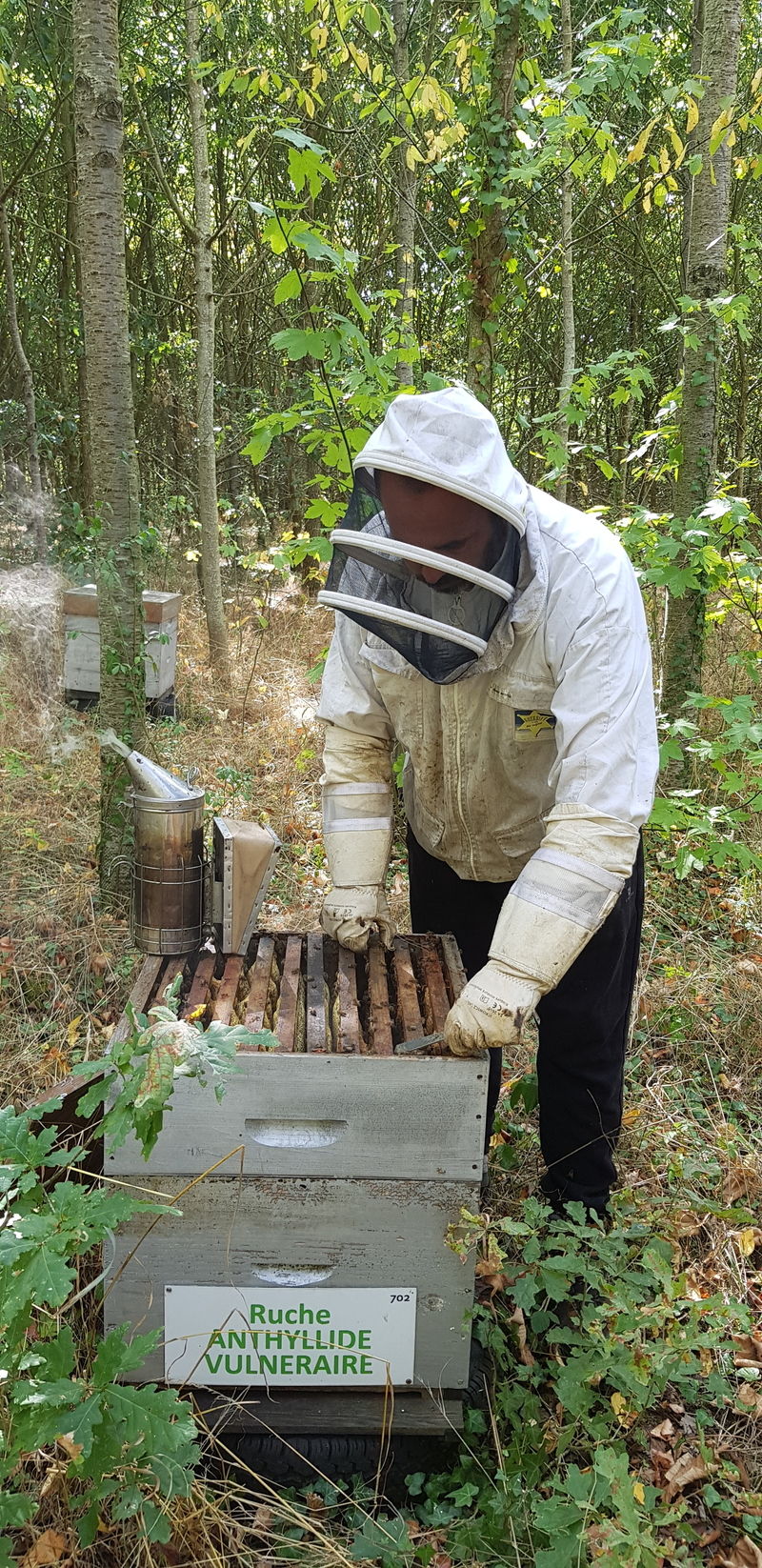 La ruche Anthyllide vulnéraire