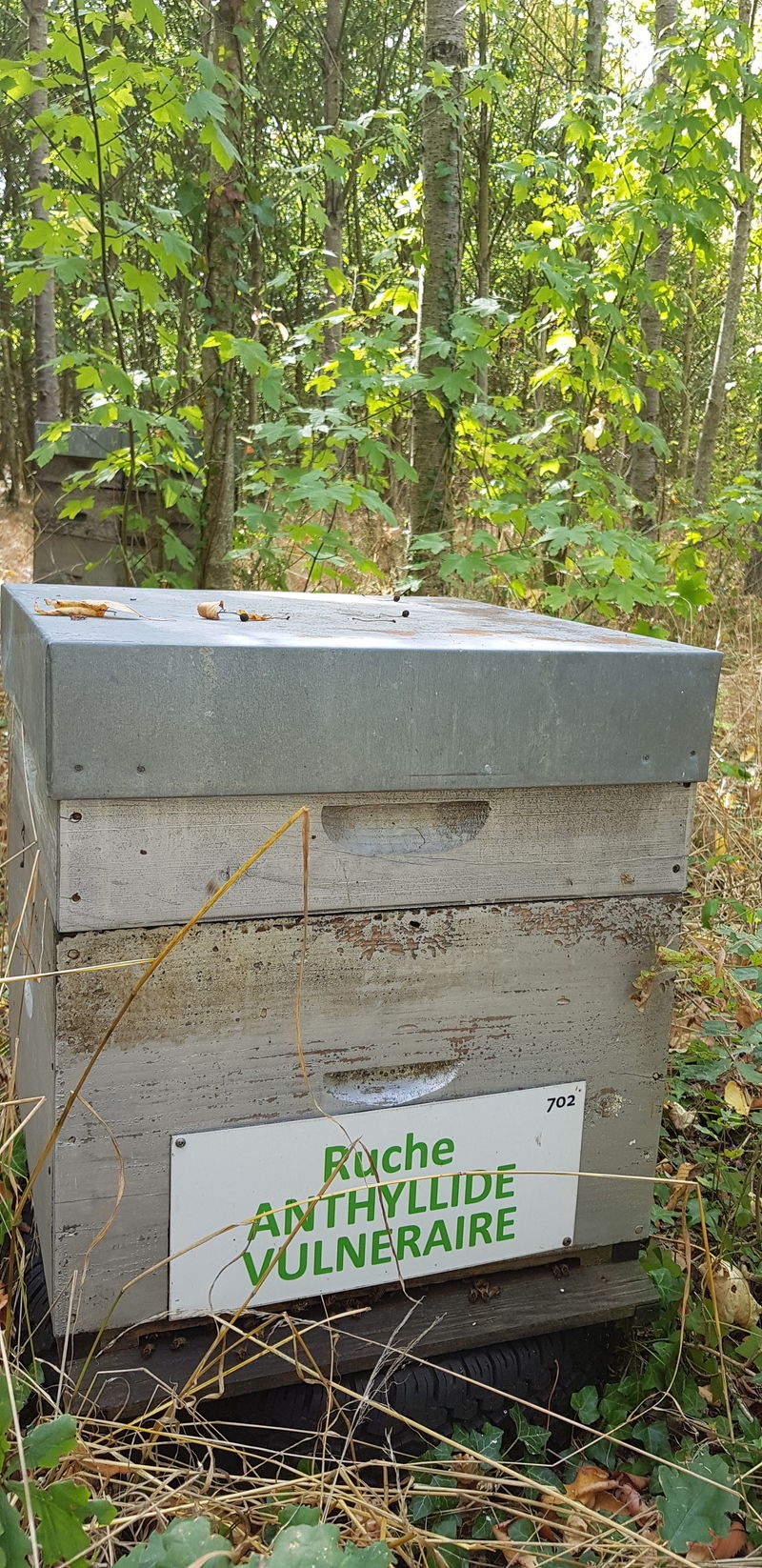 La ruche Anthyllide vulnéraire