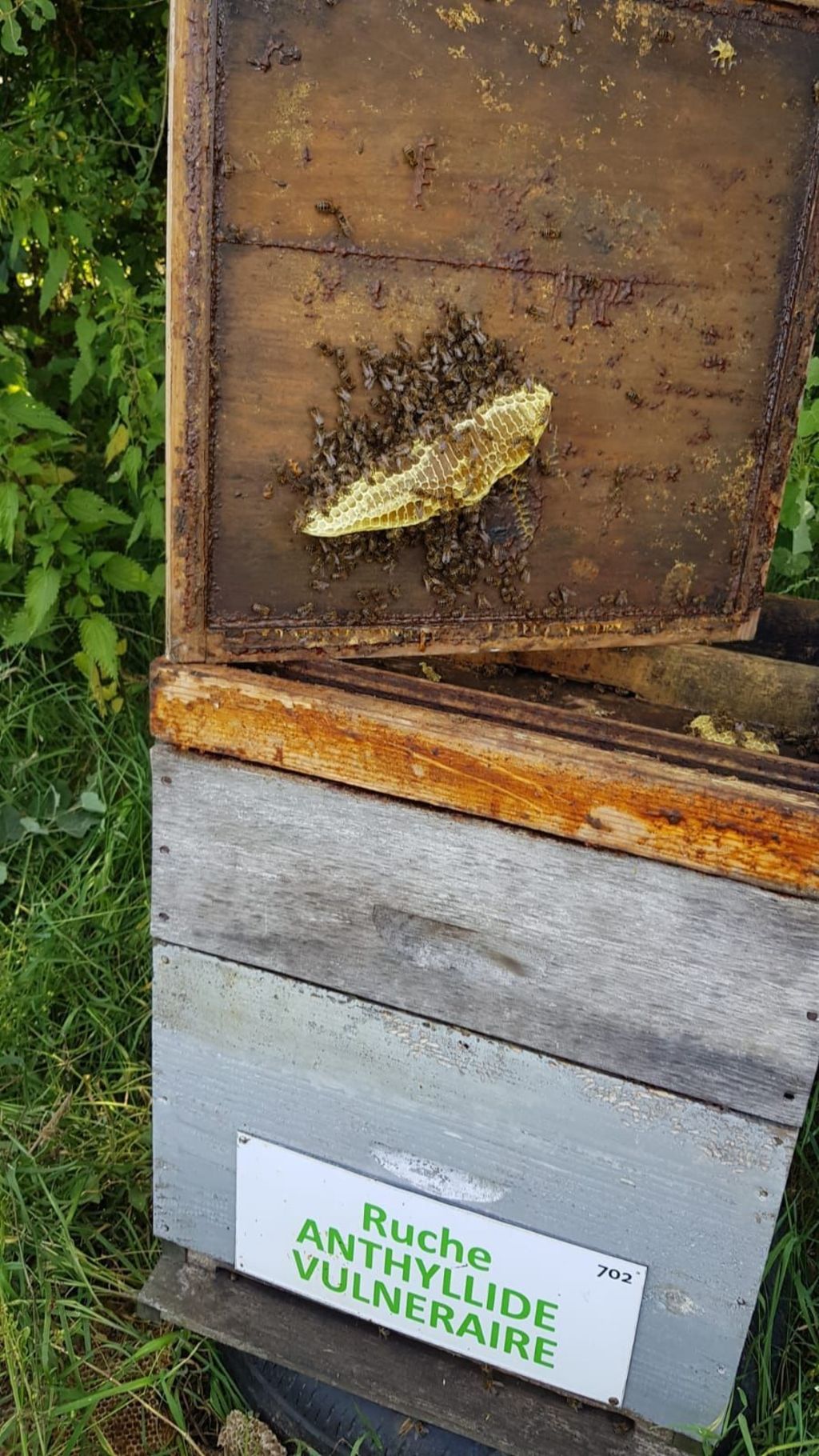 La ruche Anthyllide vulnéraire