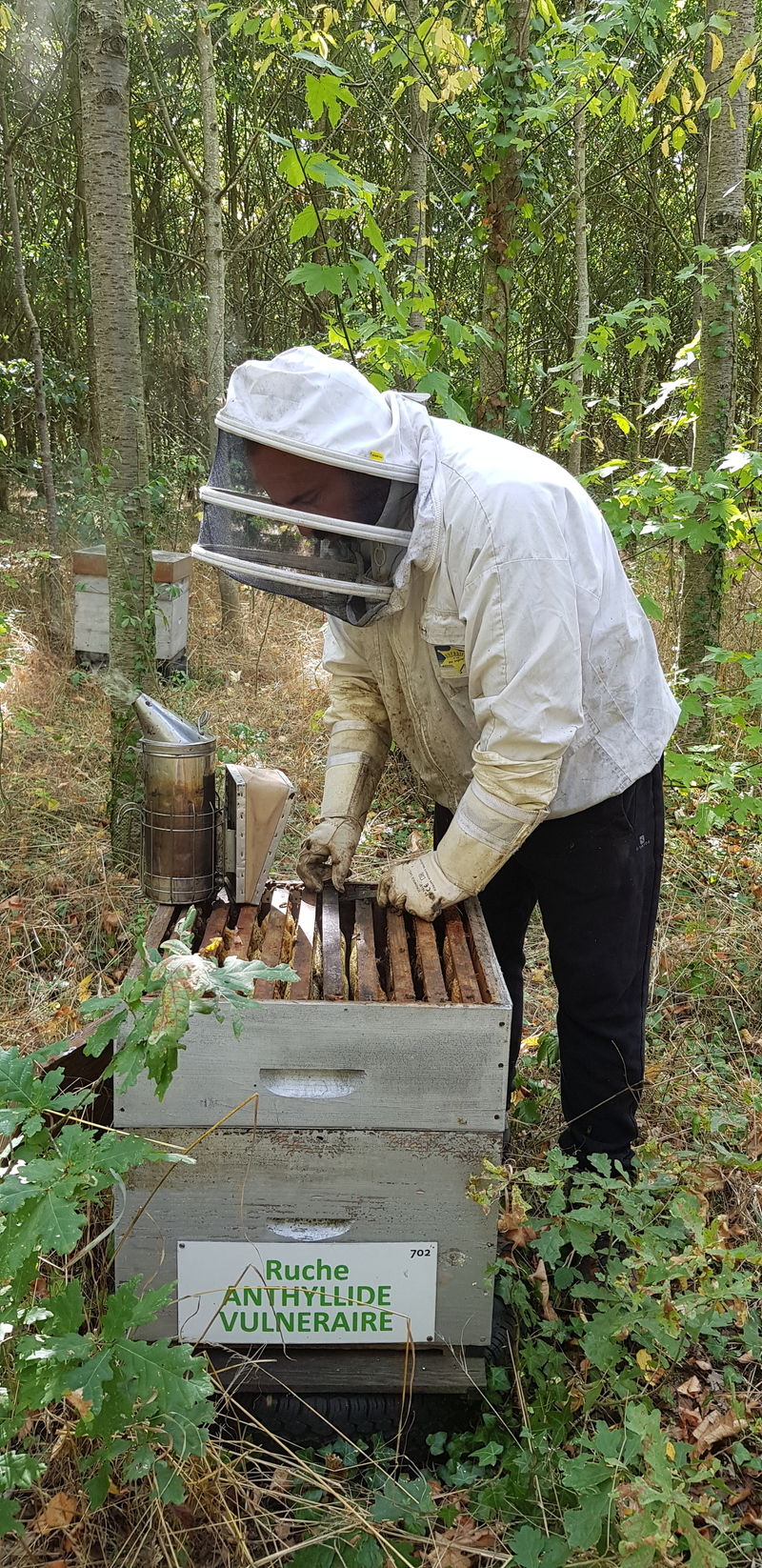 La ruche Anthyllide vulnéraire