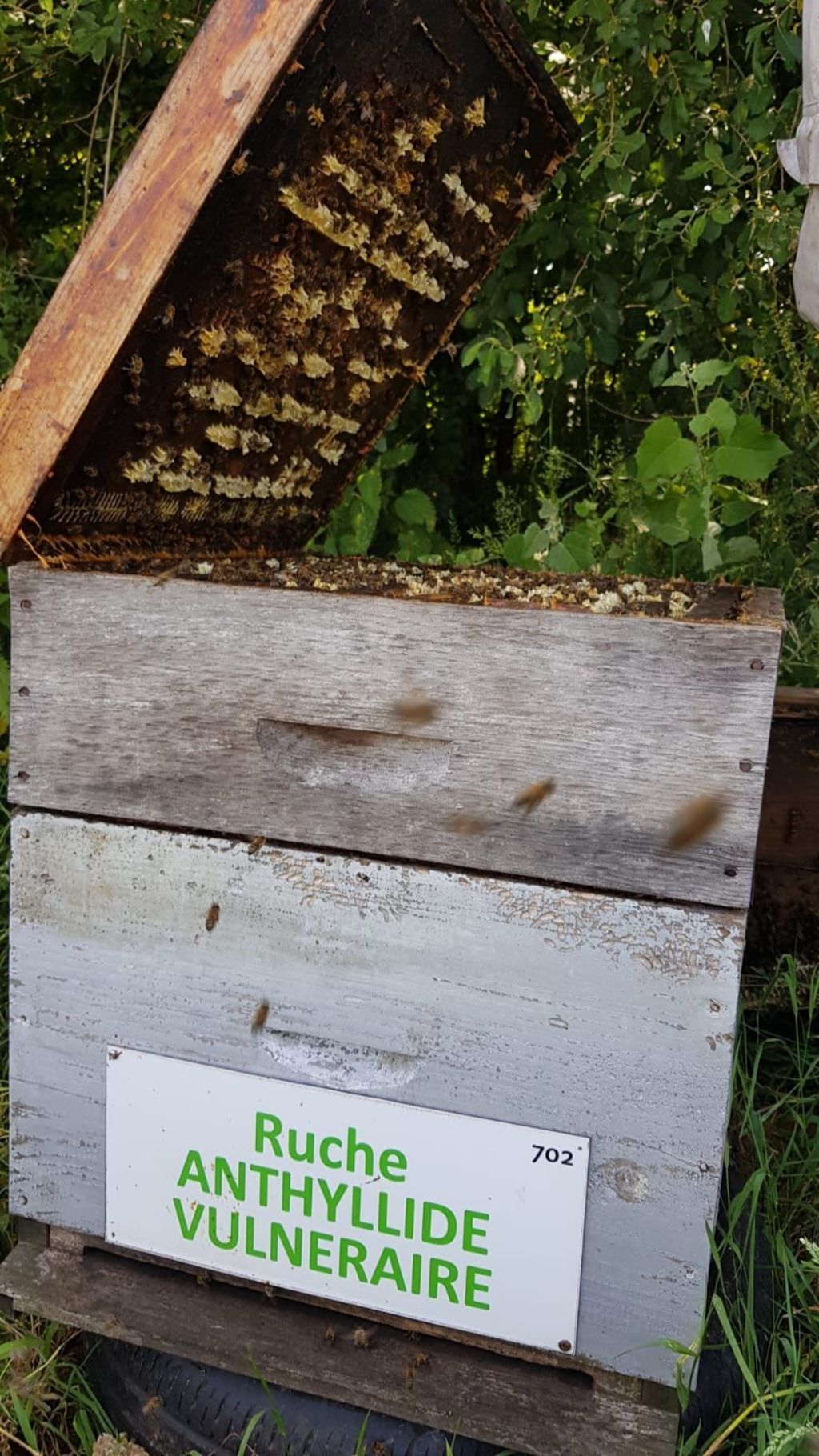 La ruche Anthyllide vulnéraire