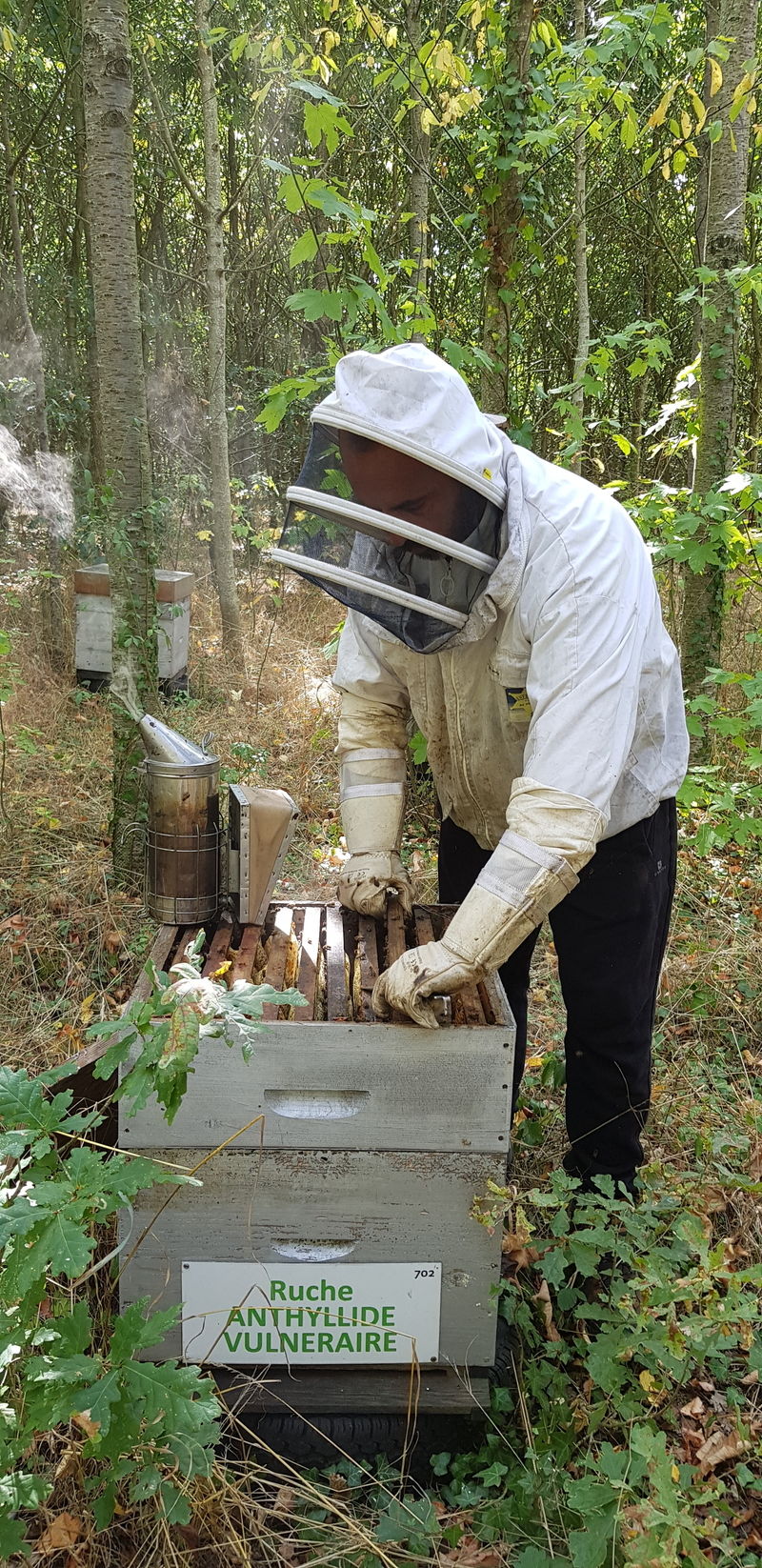 La ruche Anthyllide vulnéraire