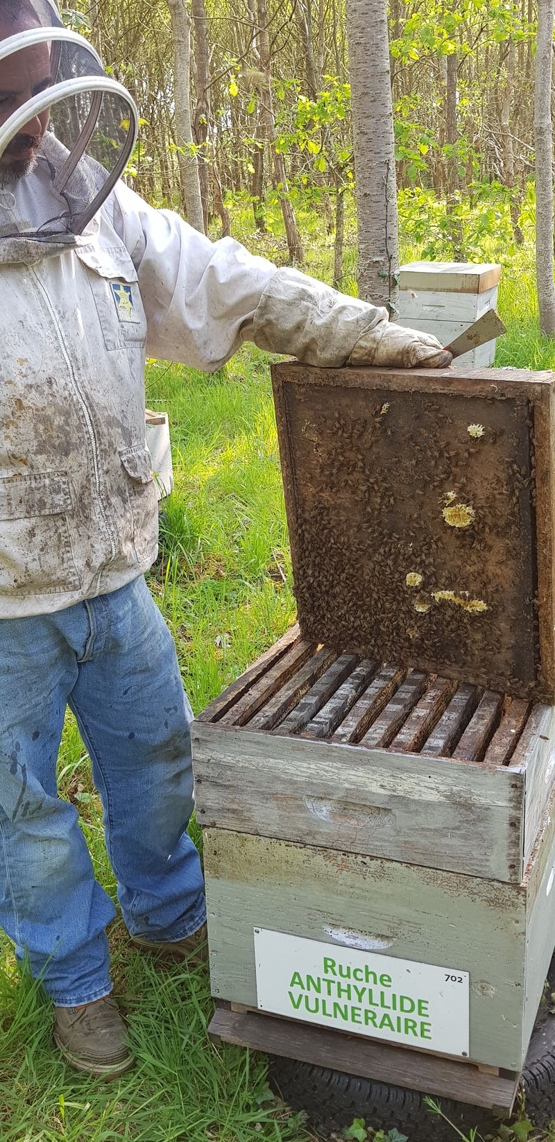 La ruche Anthyllide vulnéraire