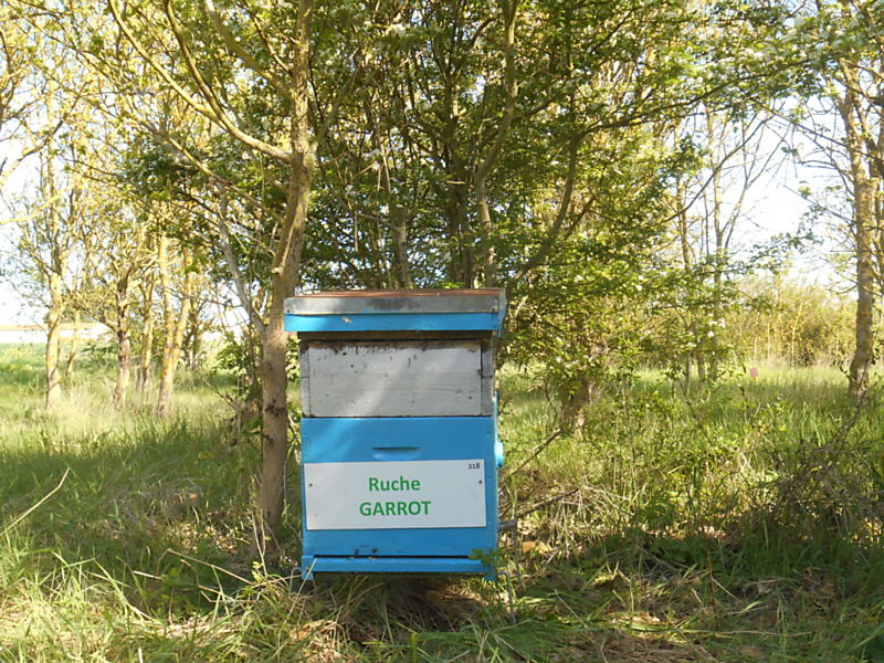 La ruche Garrot