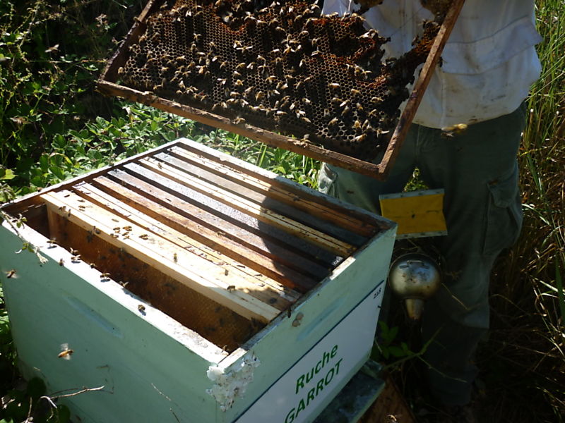 La ruche Garrot