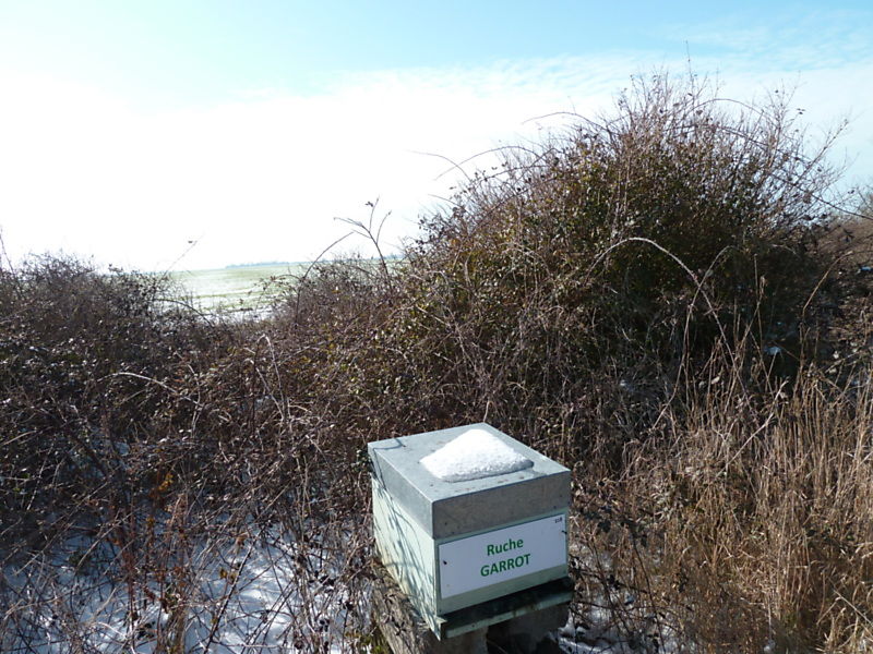 La ruche Garrot