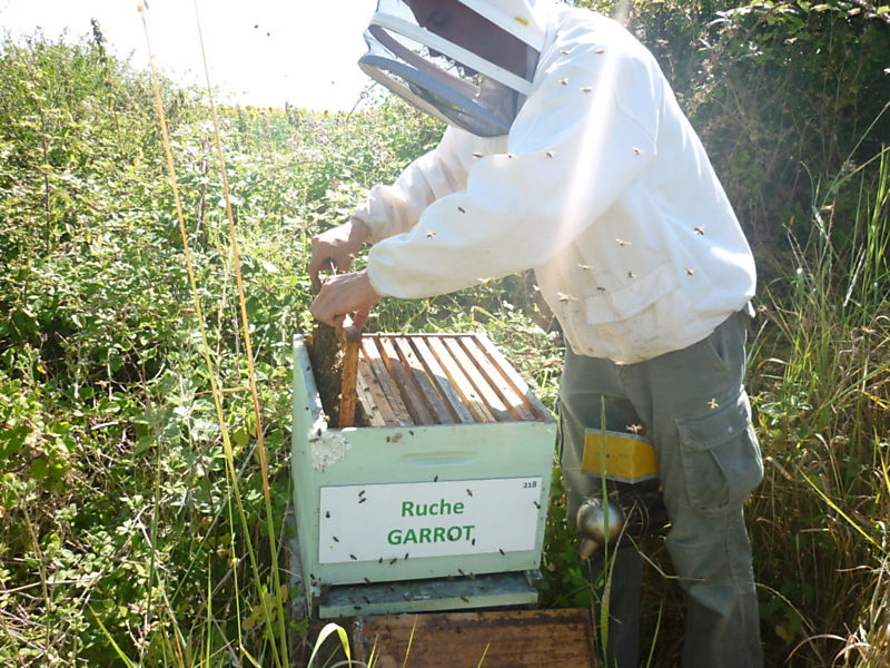 La ruche Garrot