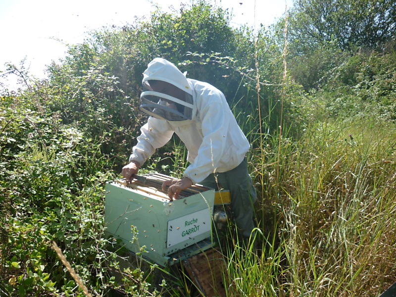 La ruche Garrot