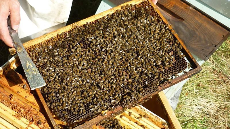 La ruche Angélique des bois