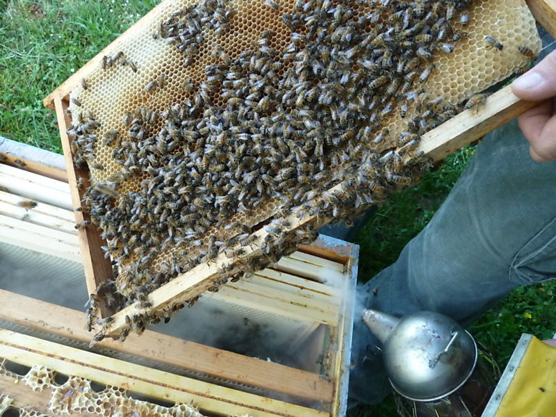 La ruche Angélique des bois