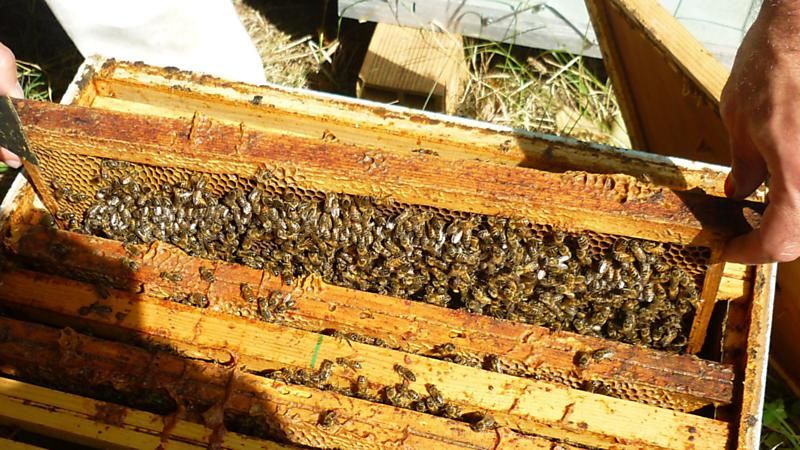 La ruche Angélique des bois