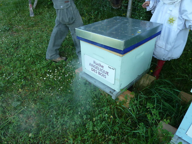 La ruche Angélique des bois