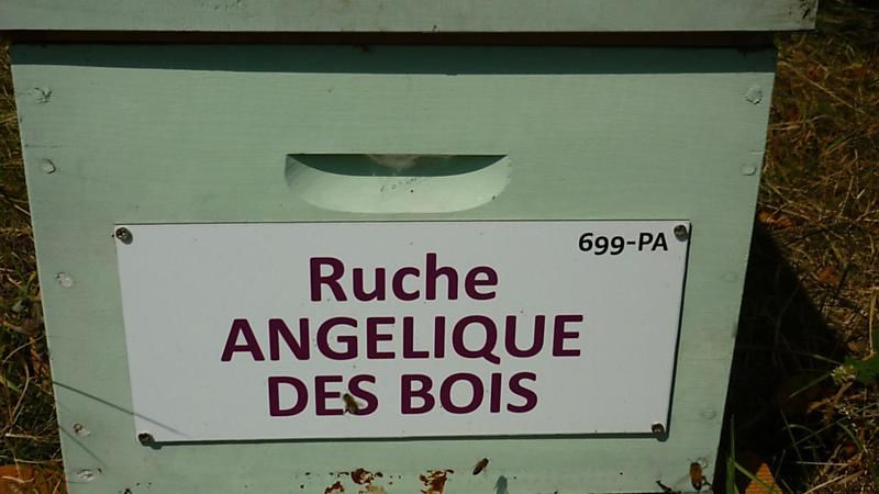 La ruche Angélique des bois