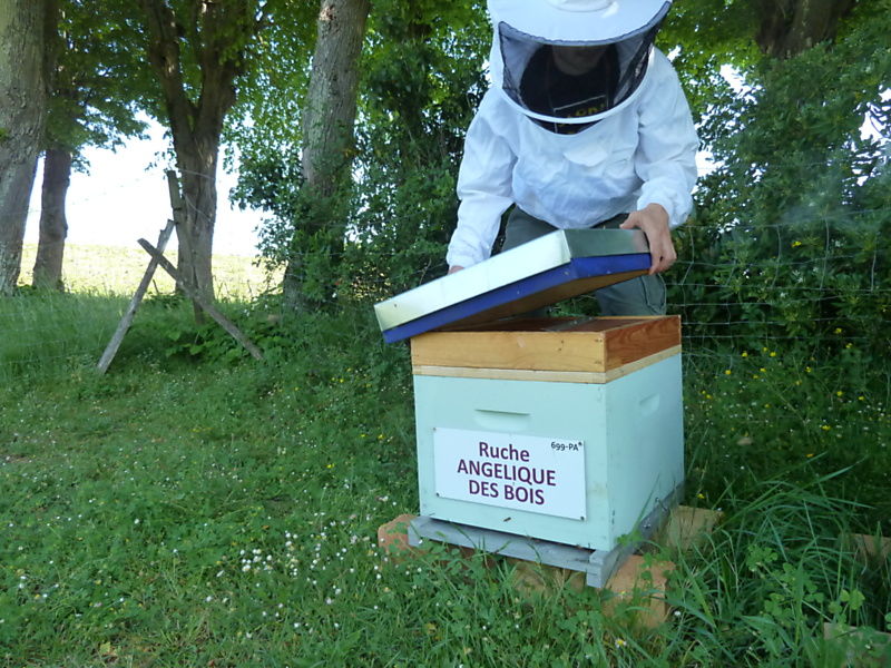 La ruche Angélique des bois