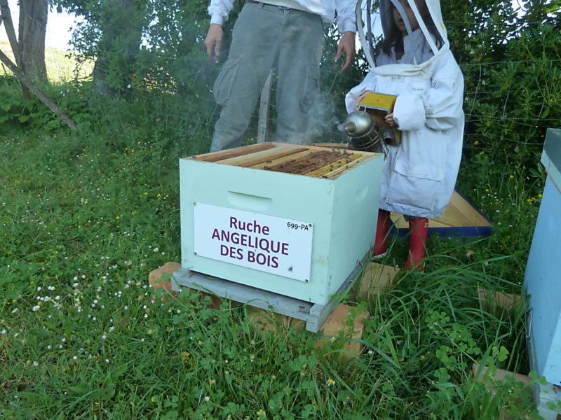 La ruche Angélique des bois