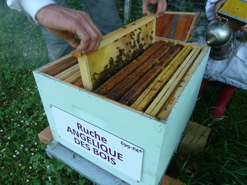 La ruche Angélique des bois