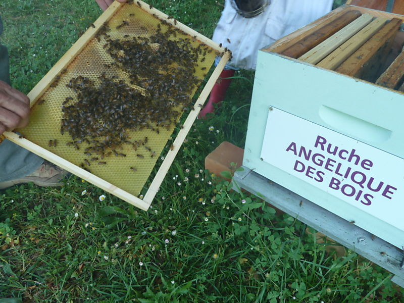 La ruche Angélique des bois