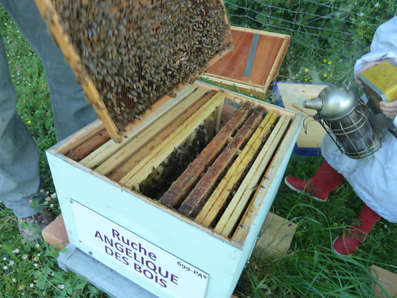 La ruche Angélique des bois
