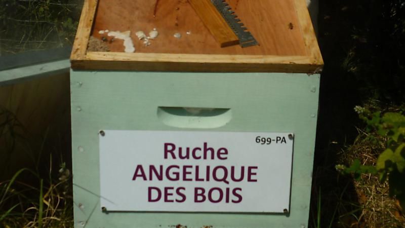 La ruche Angélique des bois
