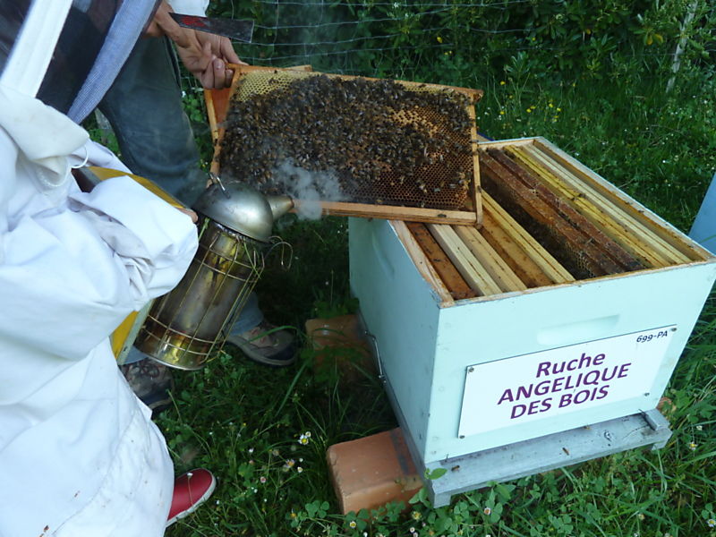 La ruche Angélique des bois