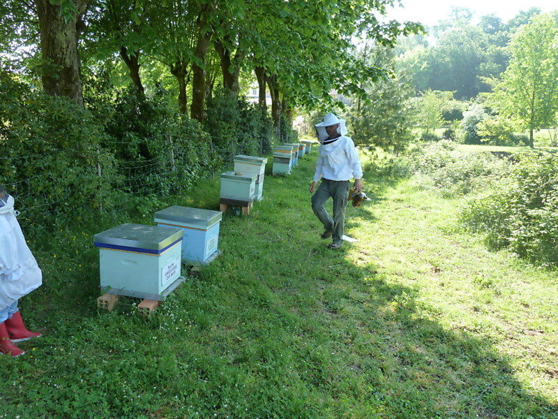 La ruche Angélique des bois