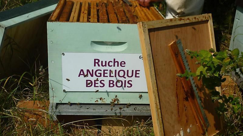 La ruche Angélique des bois