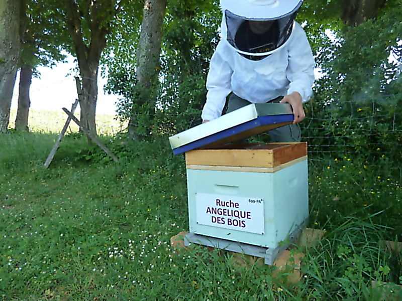 La ruche Angélique des bois