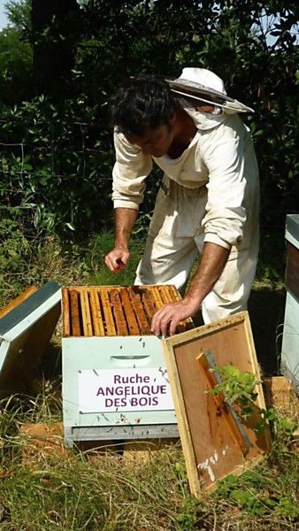 La ruche Angélique des bois