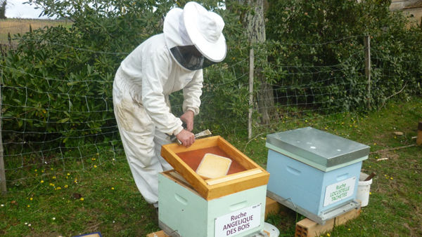 La ruche Angélique des bois