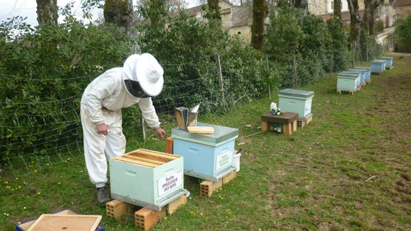 La ruche Angélique des bois