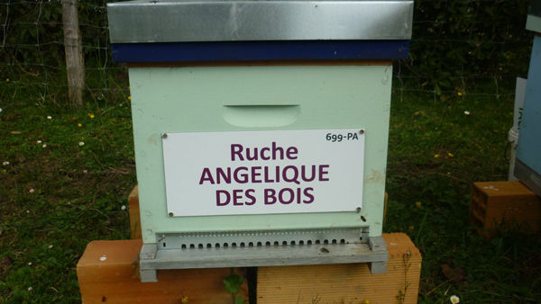La ruche Angélique des bois