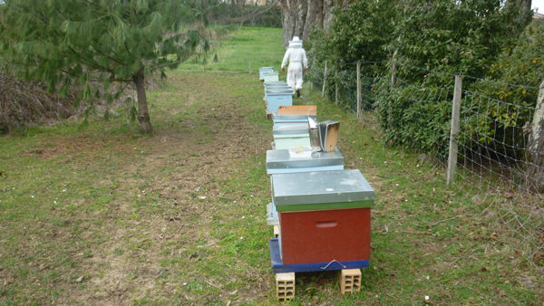 La ruche Angélique des bois