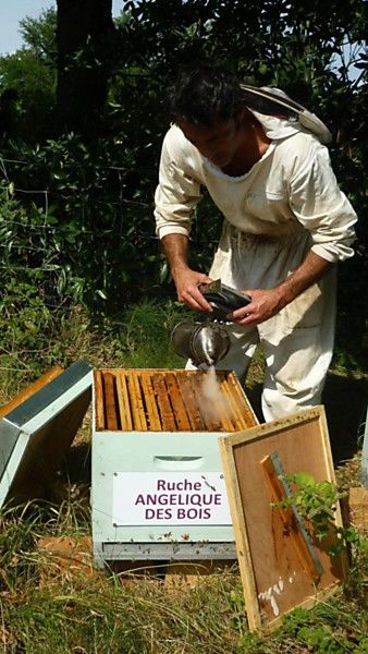 La ruche Angélique des bois