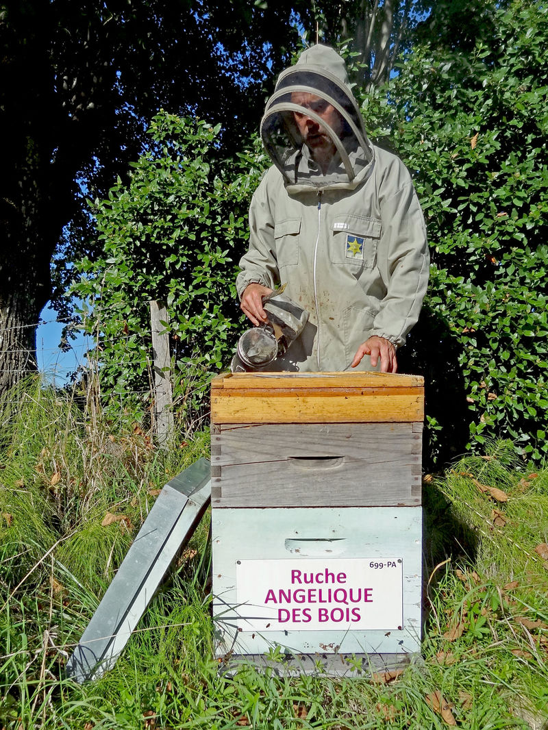 La ruche Angélique des bois