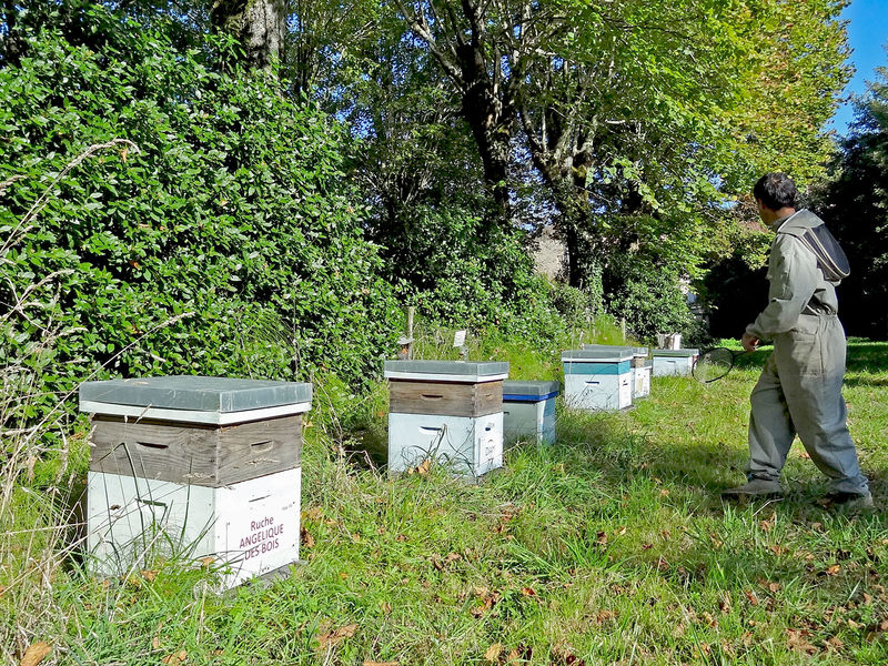 La ruche Angélique des bois