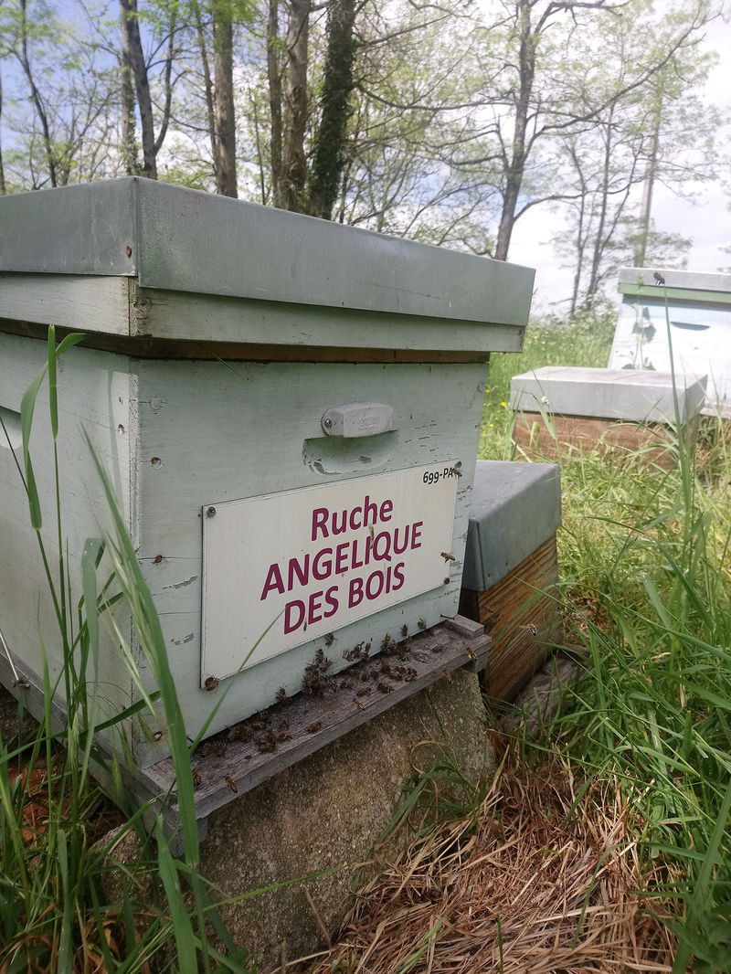 La ruche Angélique des bois