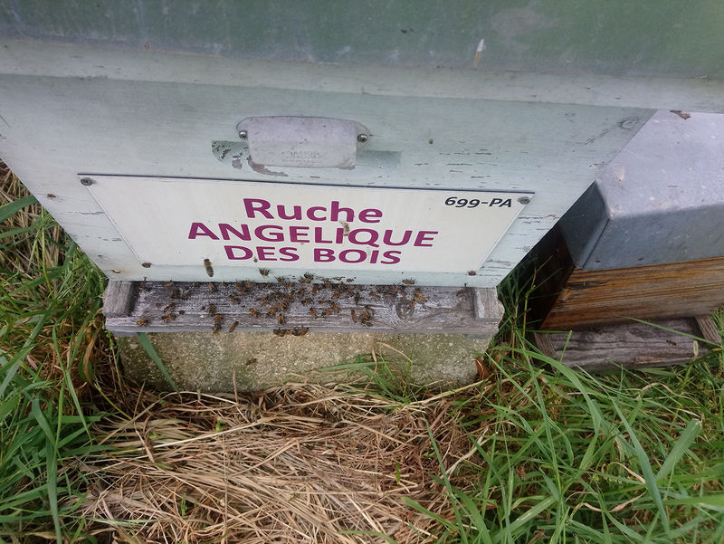 La ruche Angélique des bois