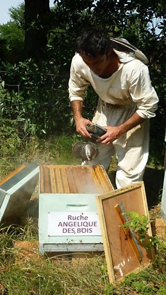 La ruche Angélique des bois