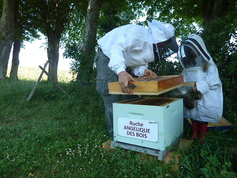 La ruche Angélique des bois
