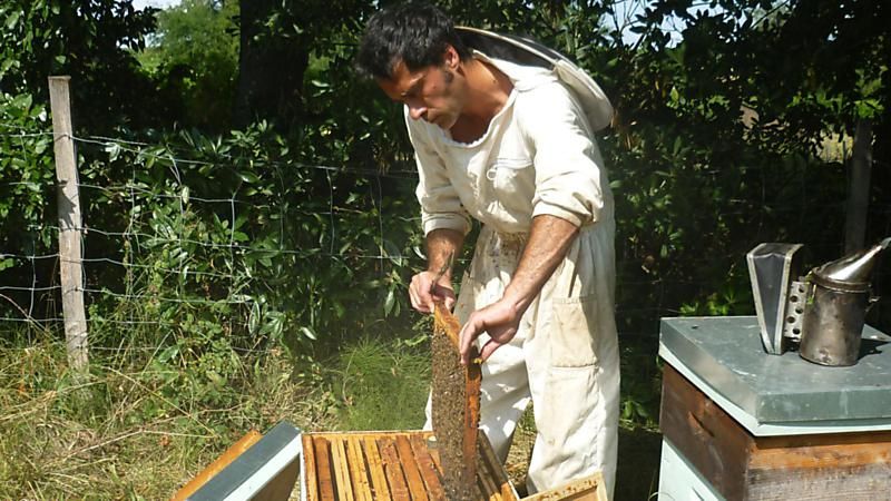 La ruche Angélique des bois
