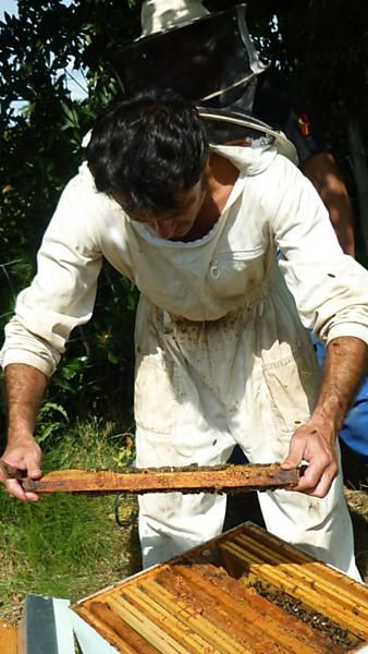 La ruche Angélique des bois
