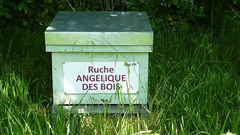 La ruche Angélique des bois