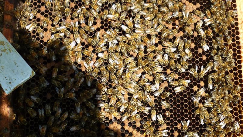 La ruche Angélique des bois