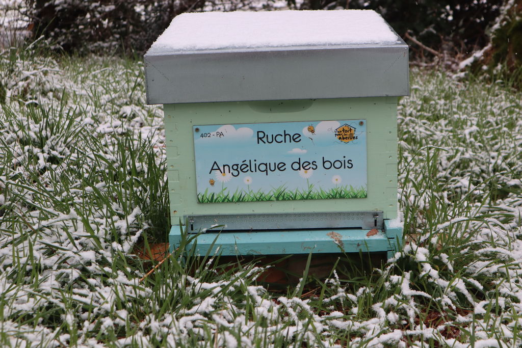 La ruche Angélique des bois