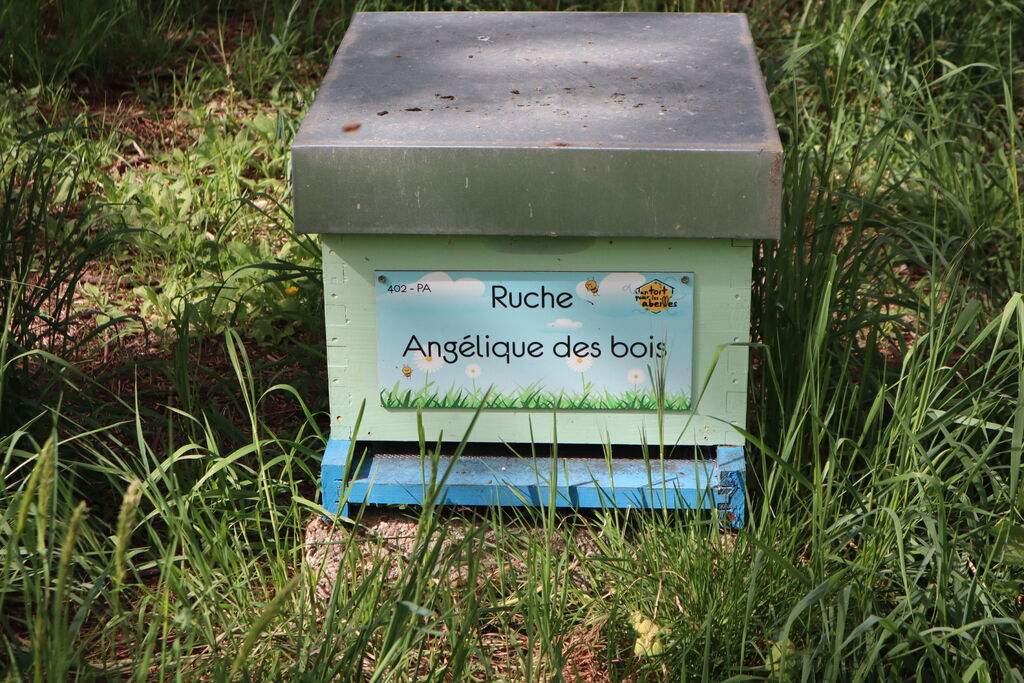 La ruche Angélique des bois