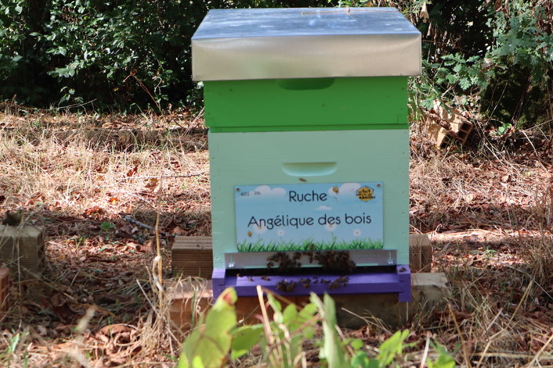 La ruche Angélique des bois
