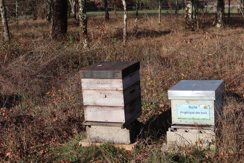 La ruche Angélique des bois