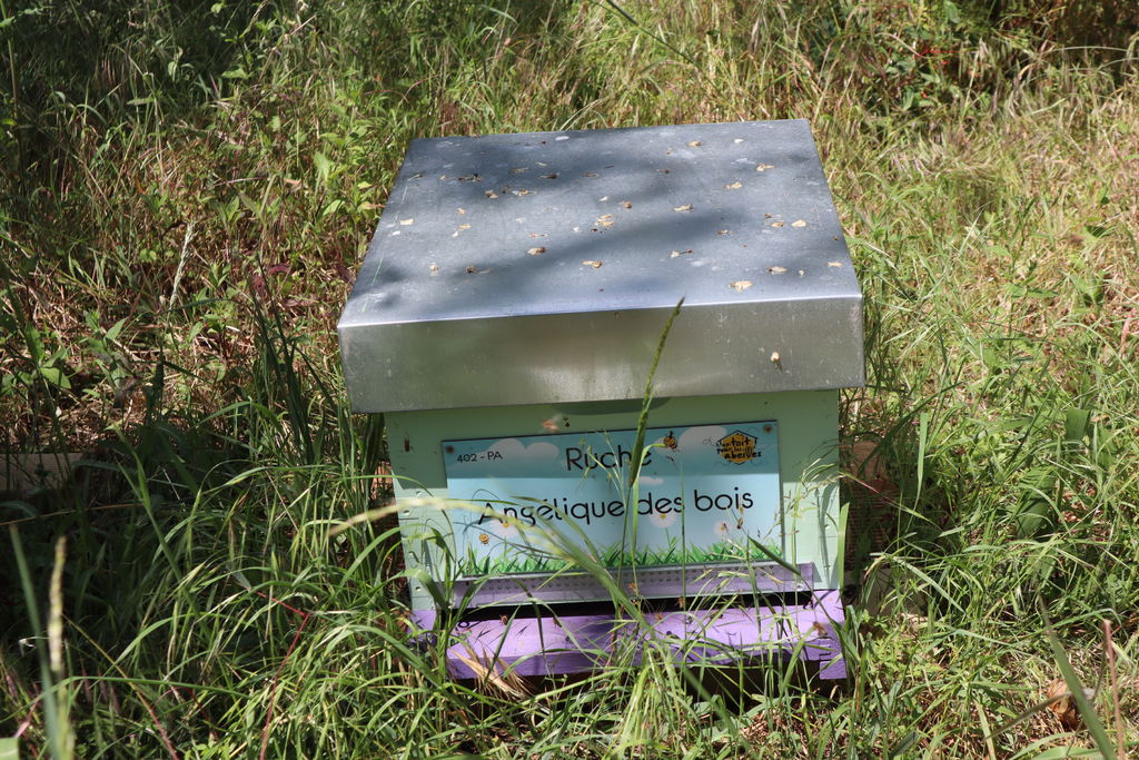 La ruche Angélique des bois