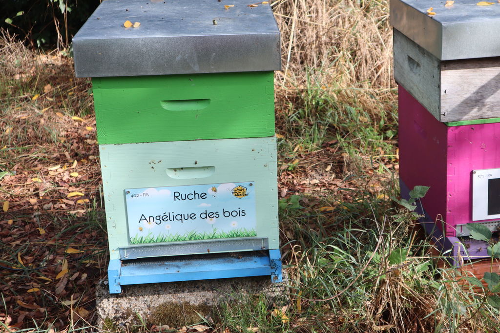 La ruche Angélique des bois